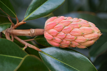10 SOUTHERN MAGNOLIA TREE 12